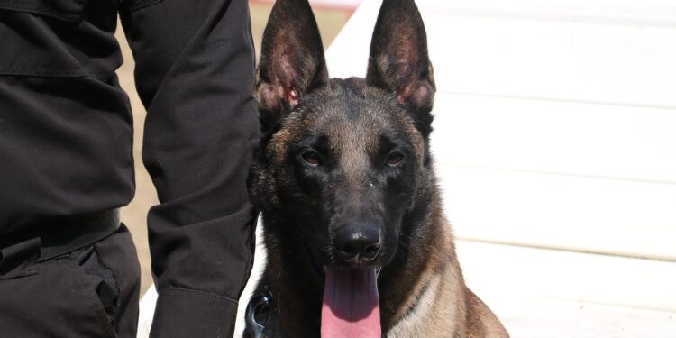 De compañeros a familia: policía de la Guardia Estatal adopta a canino retirado
