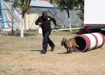 De compañeros a familia: policía de la Guardia Estatal adopta a canino retirado