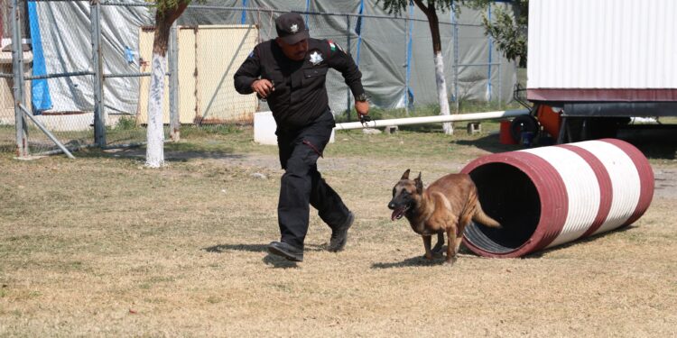 De compañeros a familia: policía de la Guardia Estatal adopta a canino retirado