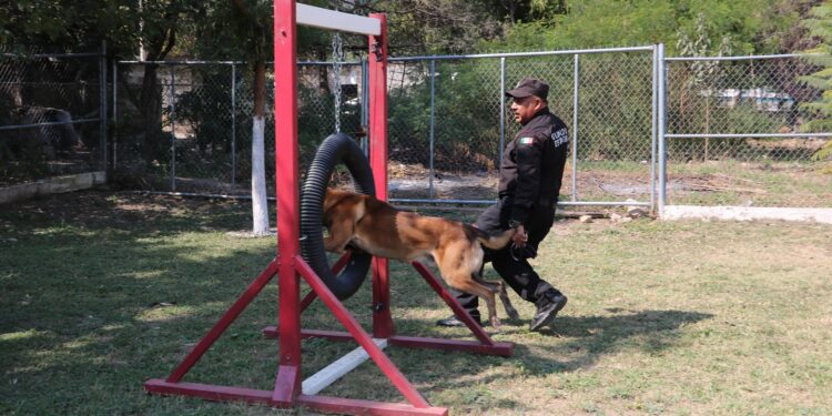De compañeros a familia: policía de la Guardia Estatal adopta a canino retirado