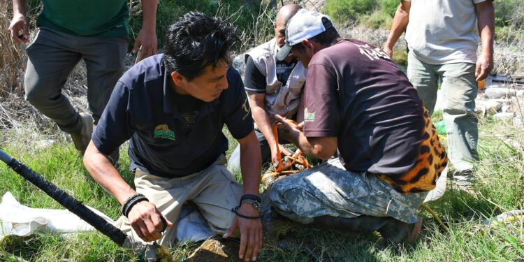 Rescata Comisión de Parques cocodrilo en ejido El Olmo
