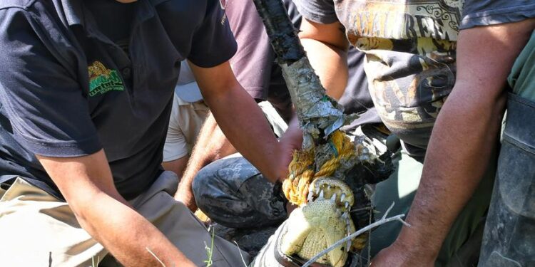 Rescata Comisión de Parques cocodrilo en ejido El Olmo