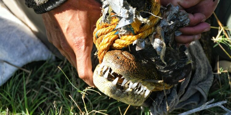 Rescata Comisión de Parques cocodrilo en ejido El Olmo