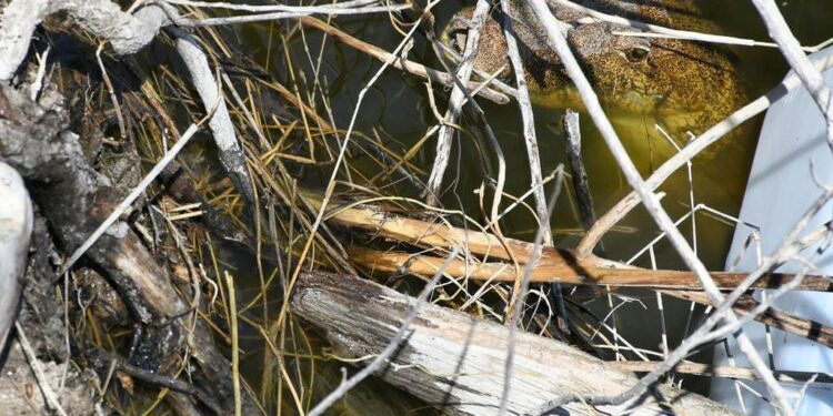 Rescata Comisión de Parques cocodrilo en ejido El Olmo