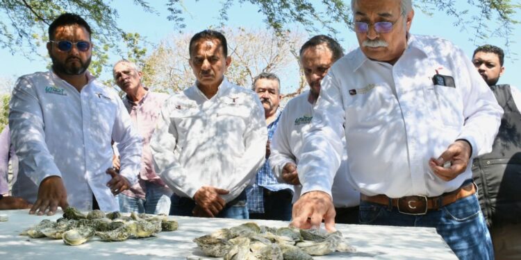 Presentan proyecto para el cultivo de ostión en Tamaulipas