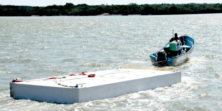 Presentan proyecto para el cultivo de ostión en Tamaulipas