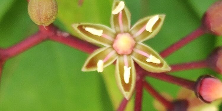 Exhiben la belleza de la Biósfera El Cielo a través de exposición fotográfica