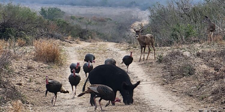 Lanzan convocatoria para torneo de cacería del Guajolote Río Grande
