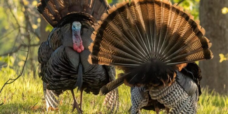 Lanzan convocatoria para torneo de cacería del Guajolote Río Grande