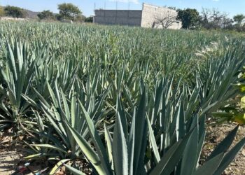 Promueven mezcal tamaulipeco en Puebla