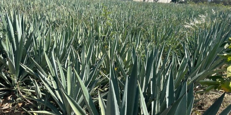 Promueven mezcal tamaulipeco en Puebla