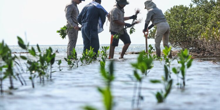 Transforma SEDUMA costas de Tamaulipas; avanza reforestación de mangle