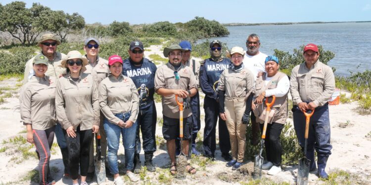 Transforma SEDUMA costas de Tamaulipas; avanza reforestación de mangle