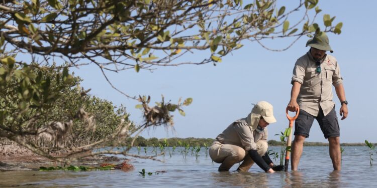 Transforma SEDUMA costas de Tamaulipas; avanza reforestación de mangle