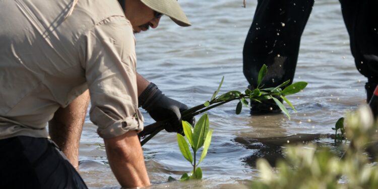 Transforma SEDUMA costas de Tamaulipas; avanza reforestación de mangle