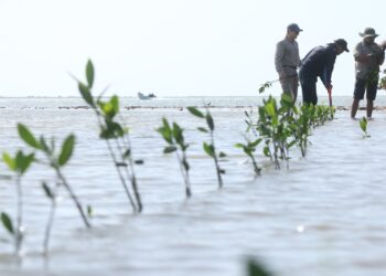 Transforma SEDUMA costas de Tamaulipas; avanza reforestación de mangle