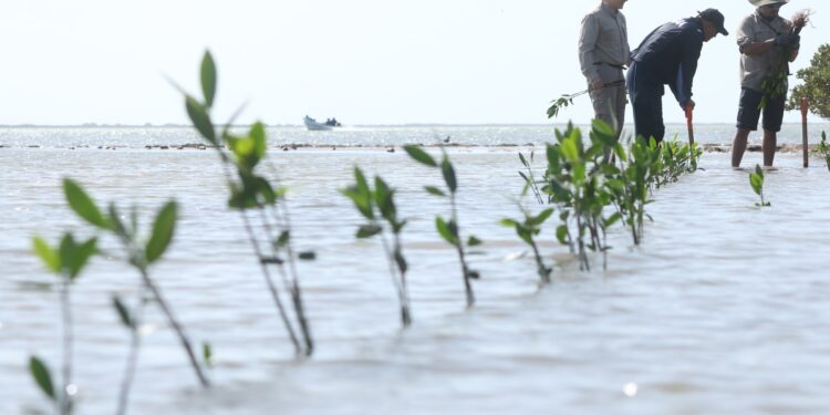 Transforma SEDUMA costas de Tamaulipas; avanza reforestación de mangle