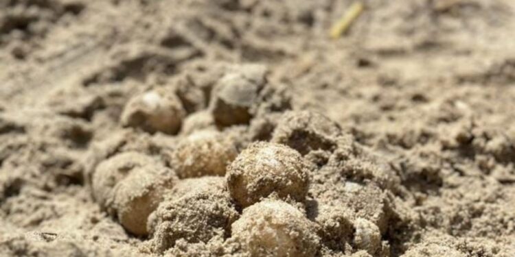 Exhorta SEDUMA a cuidar la tortuga lora durante vacaciones