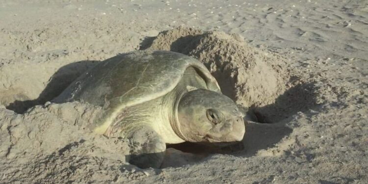 Exhorta SEDUMA a cuidar la tortuga lora durante vacaciones
