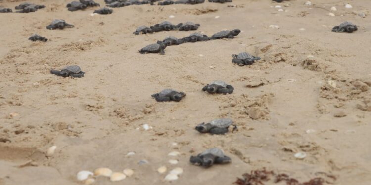 Exhorta SEDUMA a cuidar la tortuga lora durante vacaciones