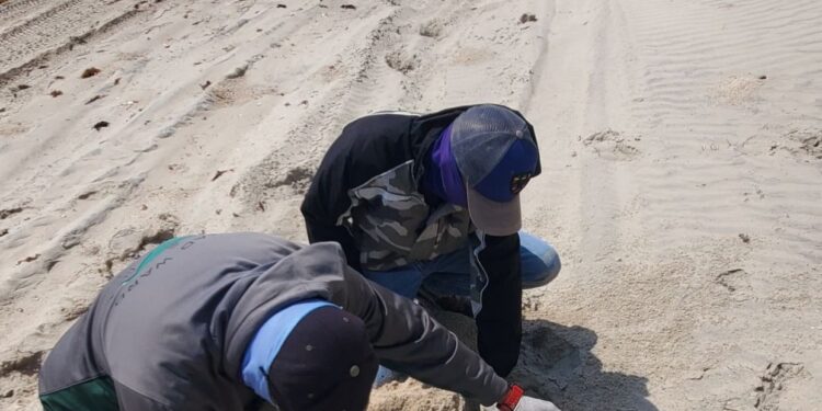 Incrementa Tamaulipas resguardo de huevos de tortuga lora en un 20%