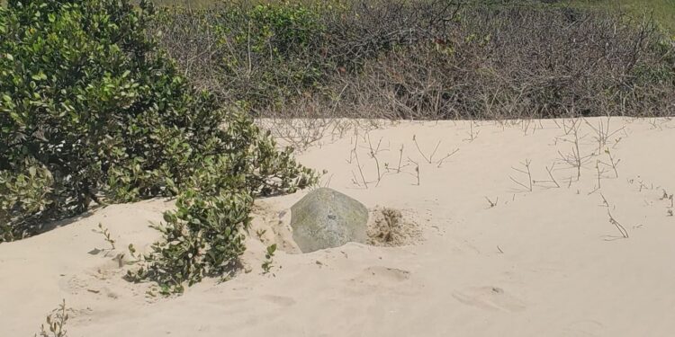 Incrementa Tamaulipas resguardo de huevos de tortuga lora en un 20%