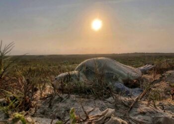 Incrementa Tamaulipas resguardo de huevos de tortuga lora en un 20%