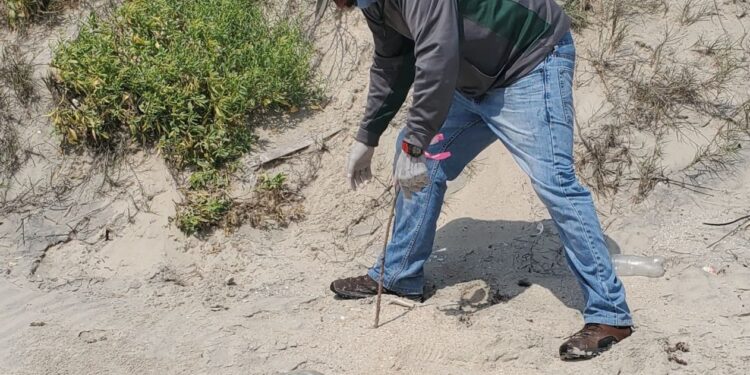 Incrementa Tamaulipas resguardo de huevos de tortuga lora en un 20%