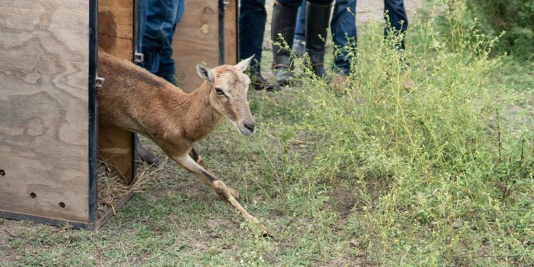 Logra la UAT el nacimiento de dos crías de borrego muflón europeo