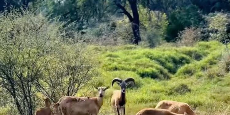 Logra la UAT el nacimiento de dos crías de borrego muflón europeo