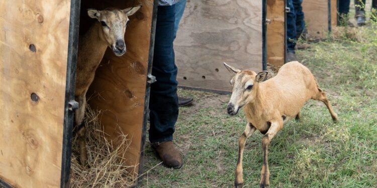Logra la UAT el nacimiento de dos crías de borrego muflón europeo