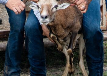 Logra la UAT el nacimiento de dos crías de borrego muflón europeo