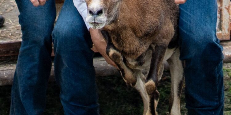 Logra la UAT el nacimiento de dos crías de borrego muflón europeo