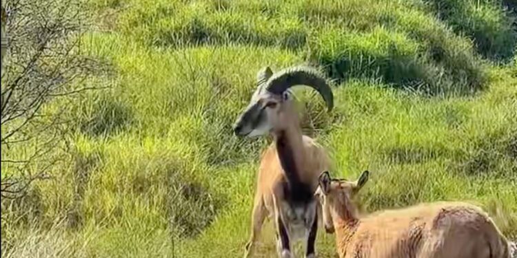 Logra la UAT el nacimiento de dos crías de borrego muflón europeo