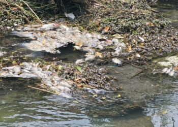 Activan respuesta inmediata por mortandad peces en canal de El Mante