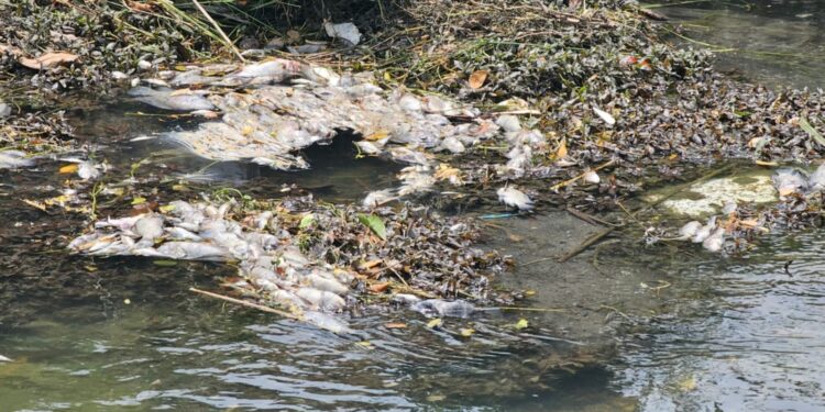 Activan respuesta inmediata por mortandad peces en canal de El Mante