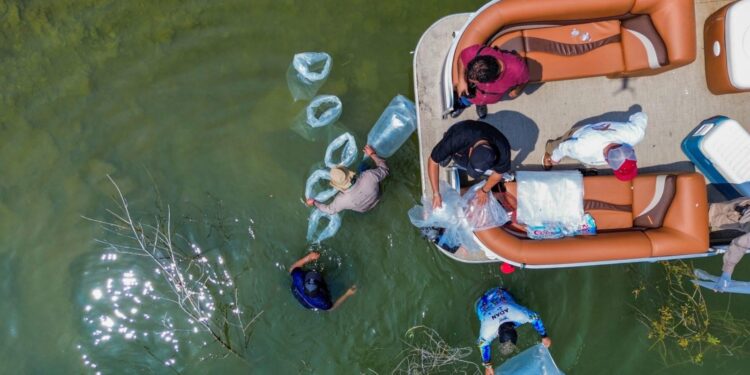 Siembran lobinas en la presa Vicente Guerrero para impulsar la pesca deportiva