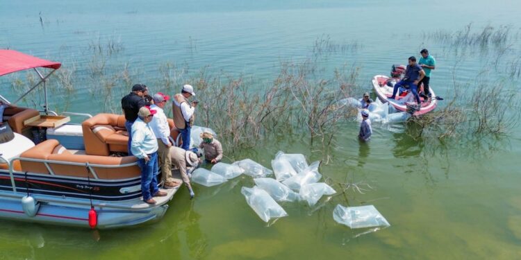 Siembran lobinas en la presa Vicente Guerrero para impulsar la pesca deportiva