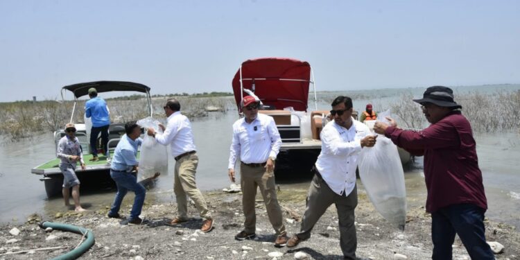 Siembran lobinas en la presa Vicente Guerrero para impulsar la pesca deportiva