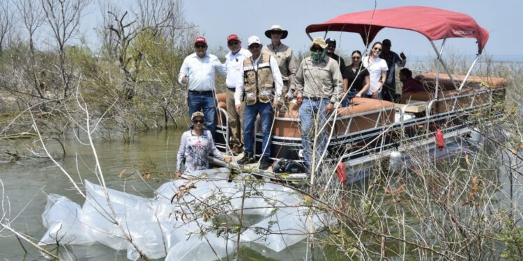 Siembran lobinas en la presa Vicente Guerrero para impulsar la pesca deportiva
