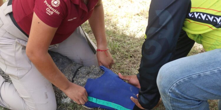 Instruyen a municipios en protocolos para manejo de cocodrilos