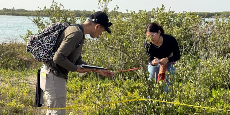 Colabora la UAT en la conservación del mangle en el litoral tamaulipeco