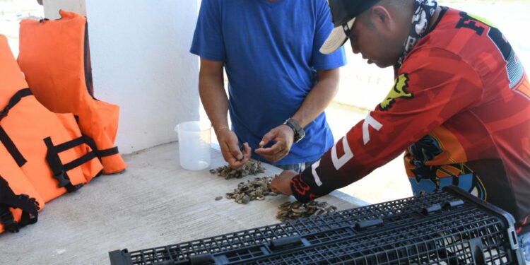 Inicia Gobierno del Estado de Tamaulipas instalación de 14 granjas de ostión en beneficio de productores pesqueros