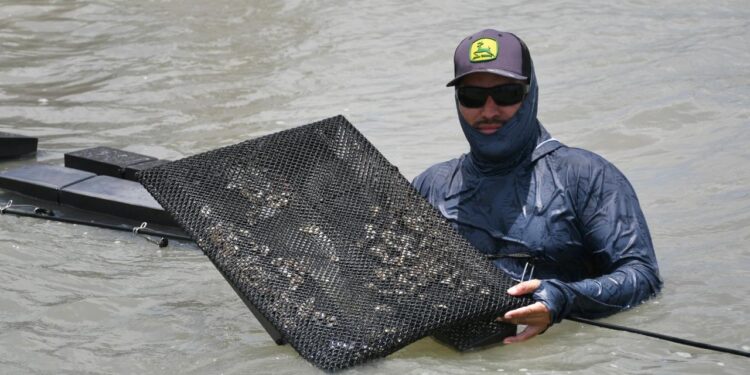 Inicia Gobierno del Estado de Tamaulipas instalación de 14 granjas de ostión en beneficio de productores pesqueros