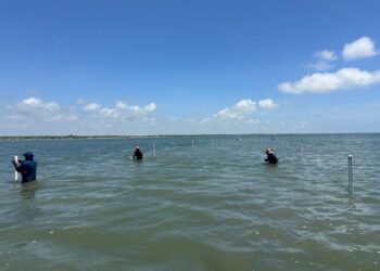 Refuerzan capacitación técnica para impulsar la acuacultura sustentable de ostión