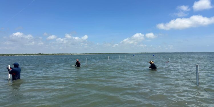Refuerzan capacitación técnica para impulsar la acuacultura sustentable de ostión