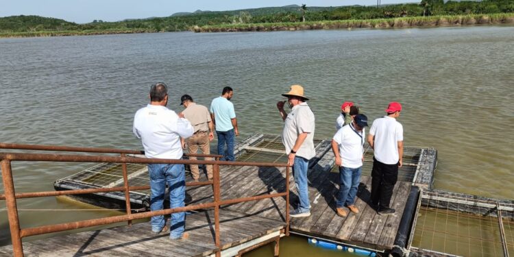 Refuerzan capacitación técnica para impulsar la acuacultura sustentable de ostión