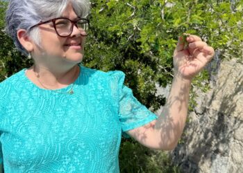 Investigadores de la UAT obtienen certificación nacional