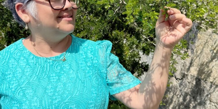 Investigadores de la UAT obtienen certificación nacional