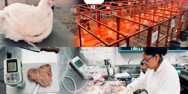 Producirá la UAT pollos de engorda con mayor calidad nutritiva y saludable